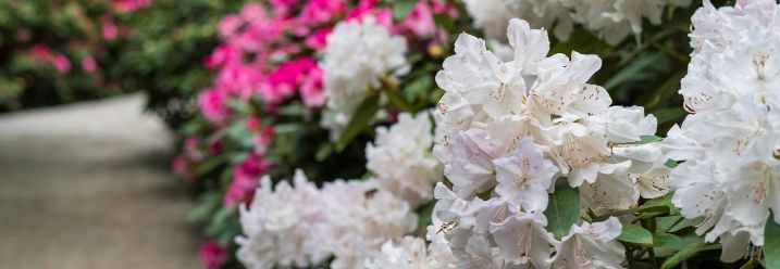 weißer blühender Rhododendron vor pinkem